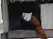 cerza /4/} pandas roux.