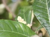 Eriobotrya japonica prépare floraison