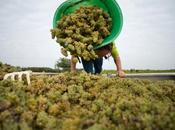 Muscadet rivalise désormais avec grands vins