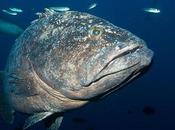 Nouvelle-Zélande veut créer immense sanctuaire marin