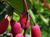 Berberis vulgaris (Berbéris commun, Épine-vinette commune)
