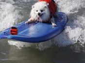 Compétition surf pour chiens