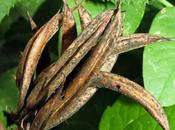 Fruits Réglisse sauvage (Astragalus glycyphyllos)