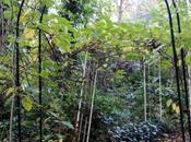 Actinidia petits fruits