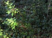 Arbutus andrachnoides