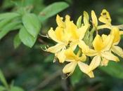Rhododendron luteum, soleil obligatoire