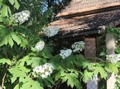 Hydrangea quercifolia