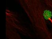 DIVISION CELLULAIRE: sentinelle veille erreurs chromosomiques Journal Cell Biology