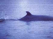 rencontre baleines Québec avec enfants