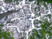 Canopée couronne timidité