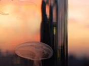 Darwin Tank (100% BELGIAN)