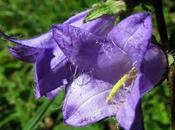 Campanula trachelium (Campanule gantelée)