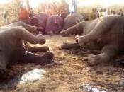 Zimbabwe recrudescence inquiétante braconnage d’éléphants