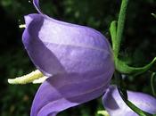 Campanula persicifolia (Campanule feuilles pêcher)