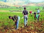 Ministre Commerce Belaïb agriculteurs penchent problèmes commercialisation