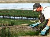 Charente-Maritime mortalités ostréicoles sont baisse