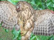 Divers Sacrée bestiole