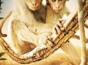 Royaume Singes Cinéma Novembre 2015