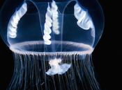 PHOTOGRAPHIE Créatures fonds marins