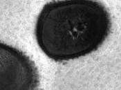 ACNÉ: usage antibiotiques JAAD