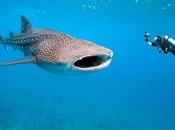 Snorkeling avec tortues requins