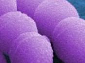 ALLERGIES MICROBIOTE: Moduler l'immunité maternelle pour préparer celle l'enfant Allergy