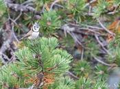 mésange bien coiffée…