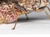 MALADIE SOMMEIL: Combiner géographie génomique pour éradiquer tsé-tsé CIRAD PNAS