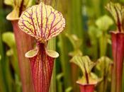 Sarracenia pour lutter contre frelons asiatiques