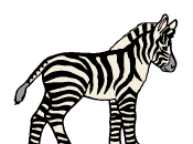 dessin zebre