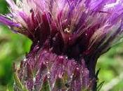 Cirses Cirse tubéreux