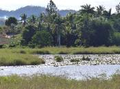 L'Organisation météorologique mondiale prévoit renforcement l'épisode Nino, avec répercussions majeures