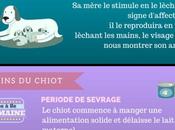 Infographie s’occuper chiot