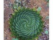 plantes mathématiciennes