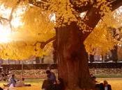dimanche après-midi Strasbourg Place République, sanctuaire d’or l’arbre paix,