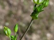 Sabline feuilles serpolet (Arenaria serpyllifolia subsp. serpyllifolia)