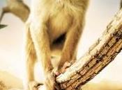 [Critique] ROYAUMES SINGES