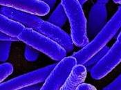 MICROBIOTE INTESTINAL SATIÉTÉ: bactéries parlent neurones! Cell Metabolism