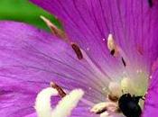 Épilobe hirsute (Epilobium hirsutum)