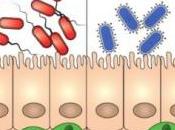 MICROBIOTE: Chez bactéries, l'union fait force Cell, Host Microbe