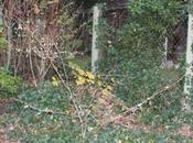 Prunus subhirtella 'Autumnalis'