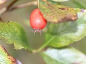 cenelles Crataegus pedicellata, délice