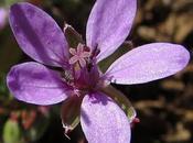 Erodium feuilles cigüe (Erodium cicutarium)