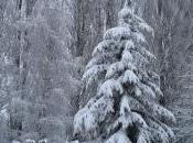 hiver, protégeons plantes