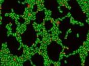 MICROBIOTE GASTRO-INTESTINAL: Suivre bactéries… jusqu'au bout Nature Communications