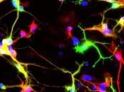 PARKINSON: pouvait changer neurones défectueux? Nature Communications