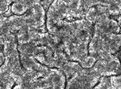 MICROBIOME: micro-intestin puce révolutionne recherche PNAS