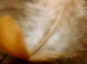 petit texte comme chat