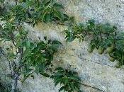 Tailler arbres fruitiers augmente récolte