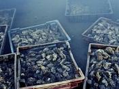 huîtres bataillent contre l’industrialisation